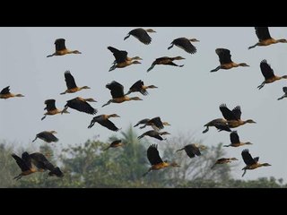 পাখির অভয়াশ্রমে আ.লীগ নেতার ড্রেজার মেশিন, চলে যাচ্ছে পাখিরা | Jagonews24.com