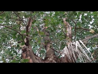 ‘বাবা, বটগাছের ভেতর খেজুর গাছ হলো কীভাবে?’