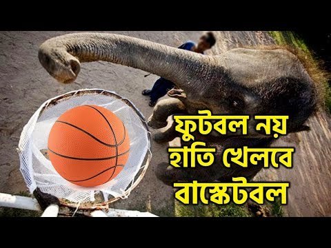 ফুটবল নয় হাতি খেলবে বাস্কেটবল | Jagonews24.com