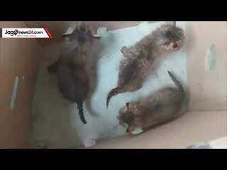 দুই যুবকের মাতৃস্নেহে বড় হচ্ছে মেছো বিড়ালের ৬টি ছানা | Jagonews24.com