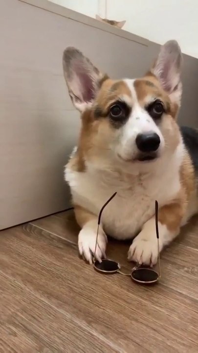 Awesome funny video.Excellent laughter video of the dog.
