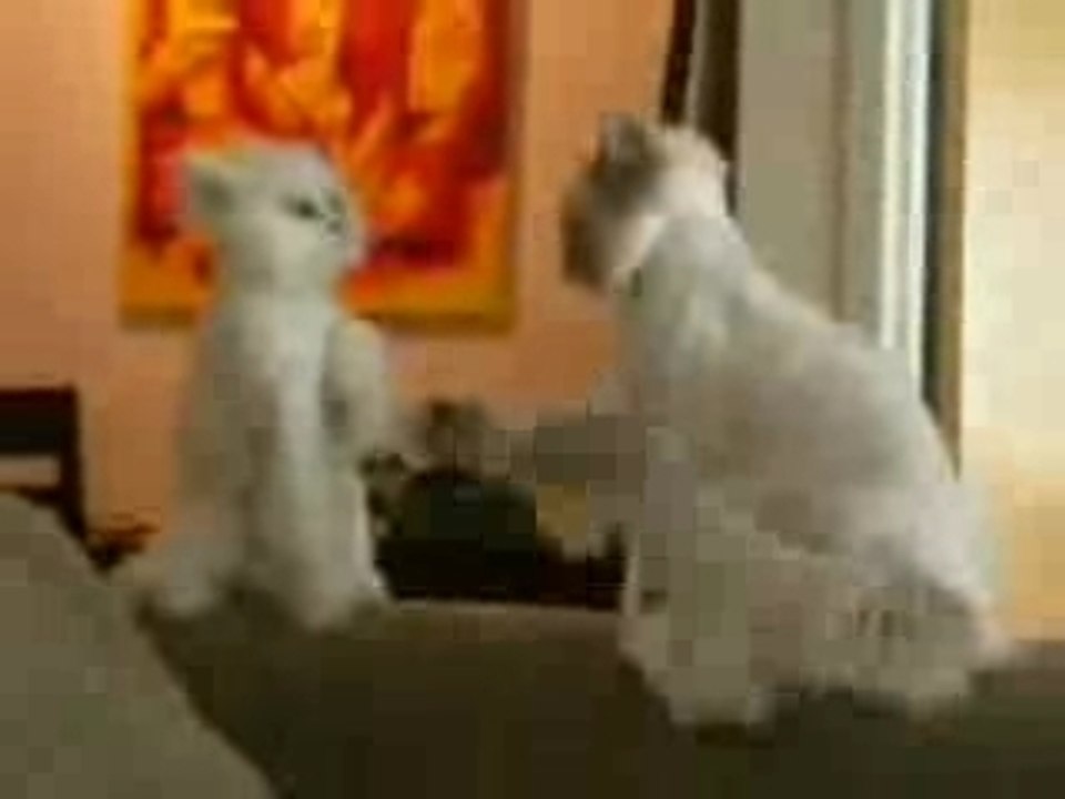 Combat de chat
