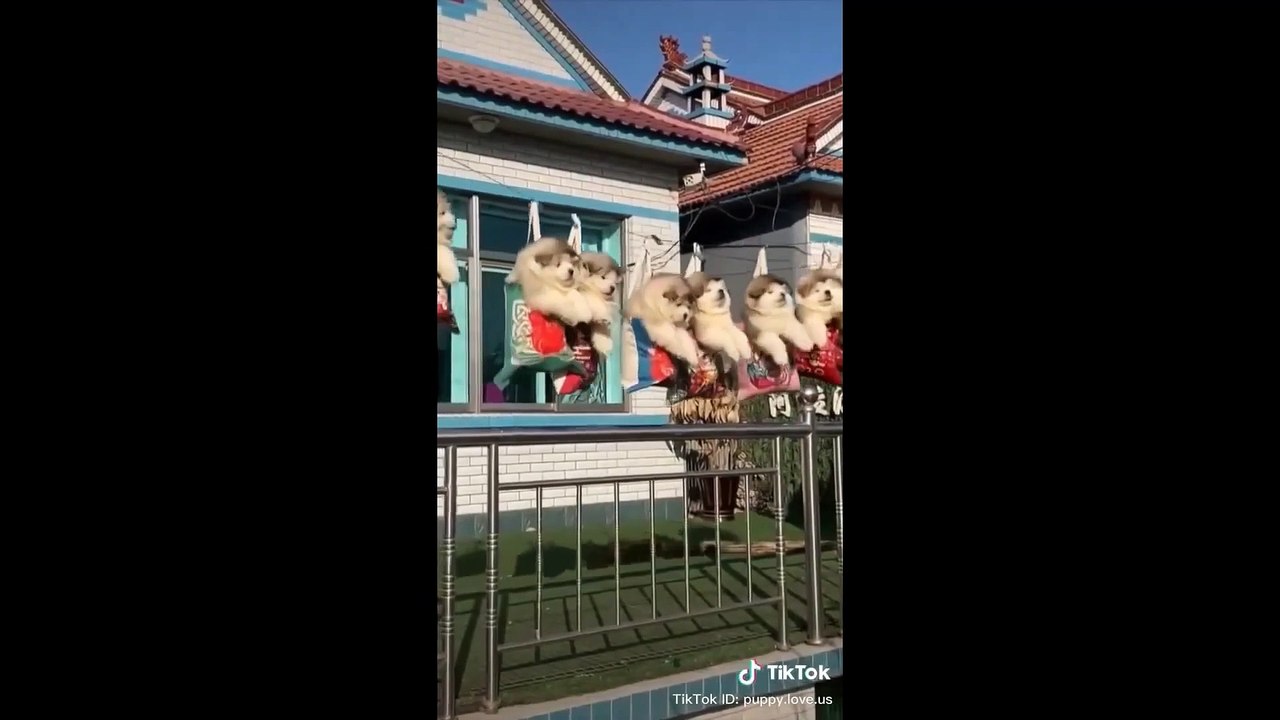 funny cute animals2