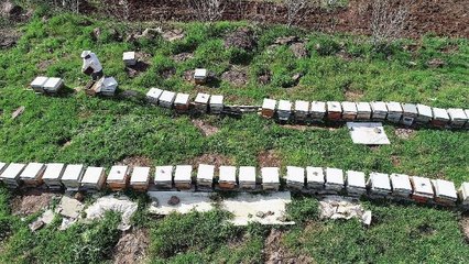 BİYOLOJİ UZMANI KÜRESEL ISINMAYLA ARILAR YİYECEK BULAMAZSA TABİATTAKİ DÜZEN ÇÖKER