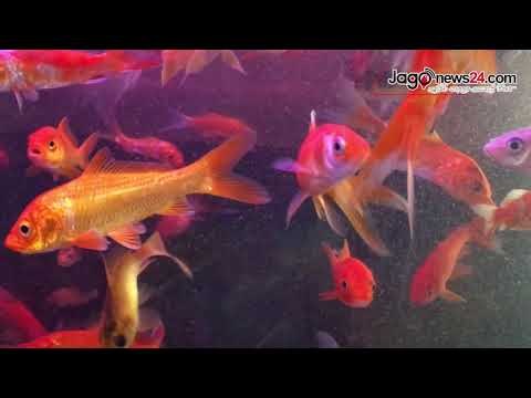 ঘরে একুরিয়ায়ে মাছ রাখতে কত টাকা খরচ হবে | Jagonews24.com