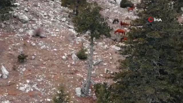 Özgürlüklerine düşkün Yılkı Atları böyle görüntülendi