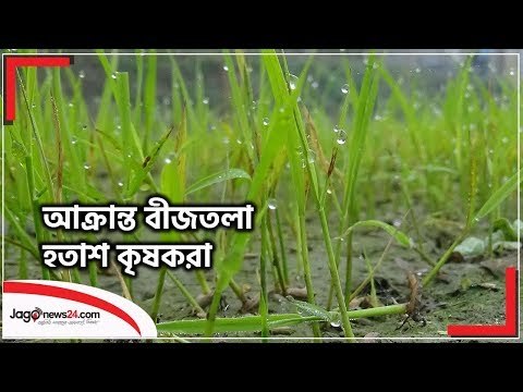 তীব্র শীত আর ঘন কুয়াশায় আক্রান্ত বীজতলা, হতাশ কৃষকরা | Jagonews24.com