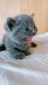 Lovely Cat, black cat, cats, funny cats, funny cat videos_ - I am hungry now
