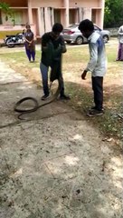 హడలెత్తించిన 14 అడుగుల గిరినాగు