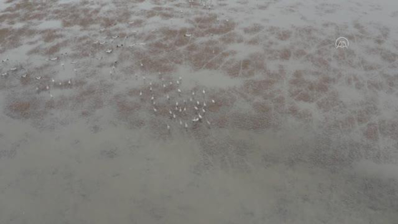 Kuş cenneti Kuyucuk Gölü ilkbaharda göçmen misafirleriyle şenlendi