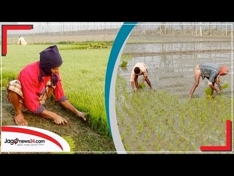শীত কুয়াশা উপেক্ষা করে ইরি বোরো চাষাবাদে ব্যস্ত কৃষক | Jagonews24.com