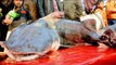 পোড়াদহ মেলায় ৭২ কেজির বাঘাইড়, নজর কাড়ছে ১০ কেজির মাছ-মিষ্টি | Jagonews24.com