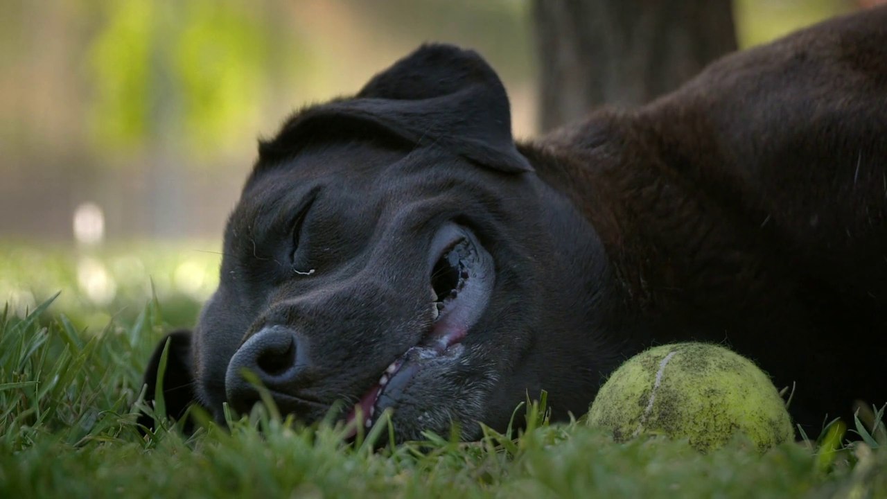 Los Reyes Königliche Streuner - Trailer (Deutsch) HD