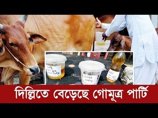 দিল্লিতে বেড়েছে গোমূত্র পার্টি | Jagonews24.com