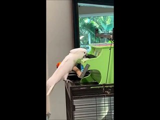 Cute Pets And Funny Animals Video Compilation #29  ^Pet Playlist^