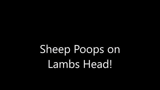 Un mouton fait caca sur la tête de son petit
