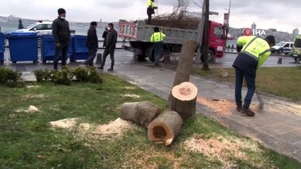 Ağaç kesen şüphelilere mahkemeden ders gibi karar: 200 adet fidan dikecekler