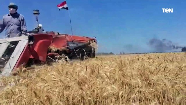 بدء موسم حصاد القمح ببورسعيد