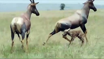 Anne antilop ne yaptıysa engel olamadı... Sırtlanın yavru antilop avı kamerada
