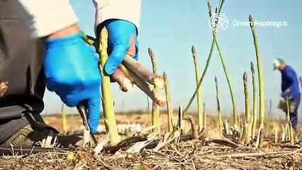 Green Asparagus Coop, el espárrago y esparraguines de Villena que conquistan a los estrella Michelin