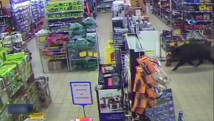 AVM’ye giren yaban domuzu ortalığı böyle karıştırdı