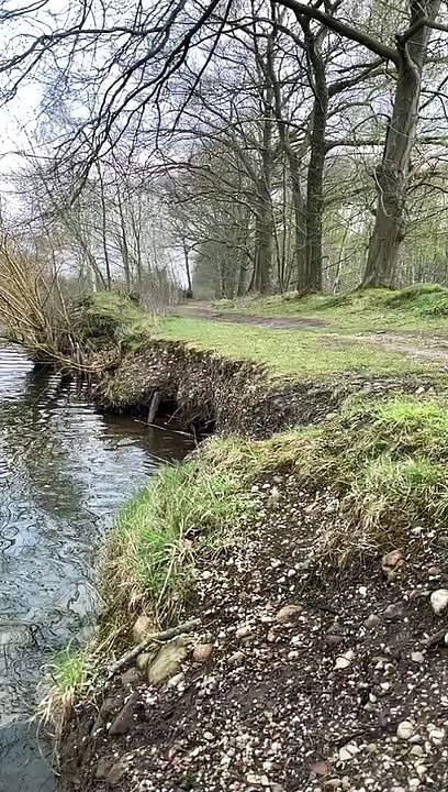 Shepherd dog jumps into the lake with slomo effect