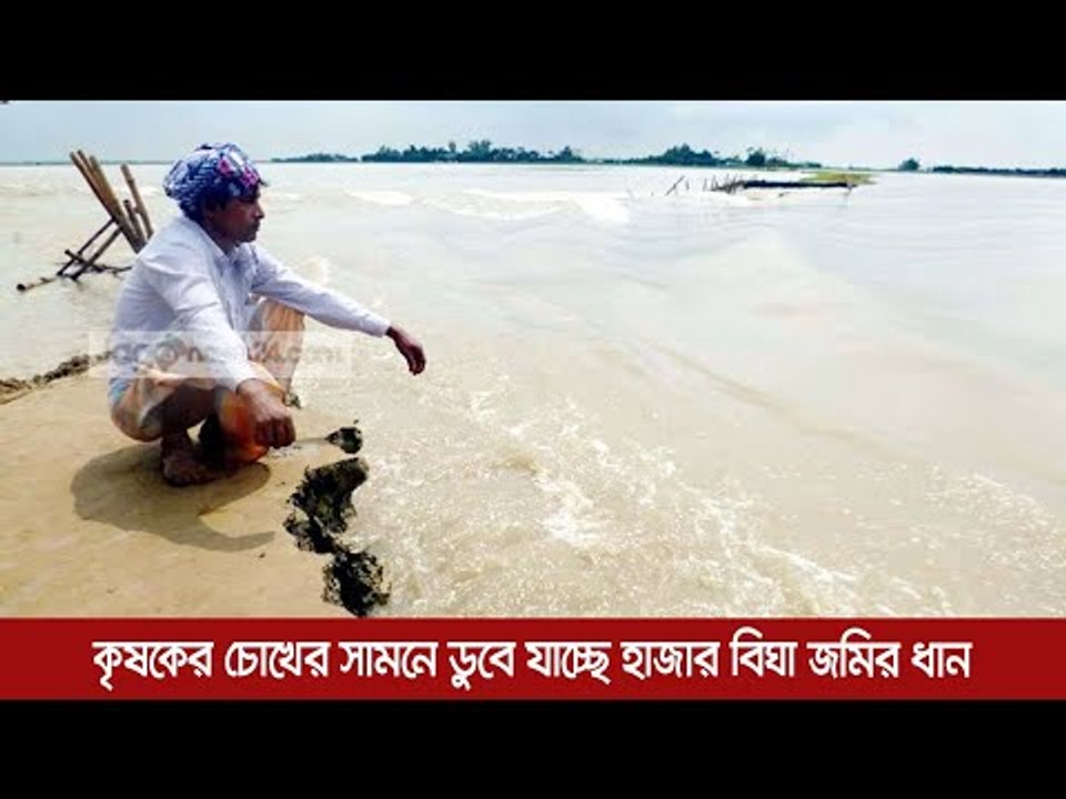 কৃষকের চোখের সামনে ডুবে যাচ্ছে হাজার বিঘা জমির ধান | Jagonews24.com