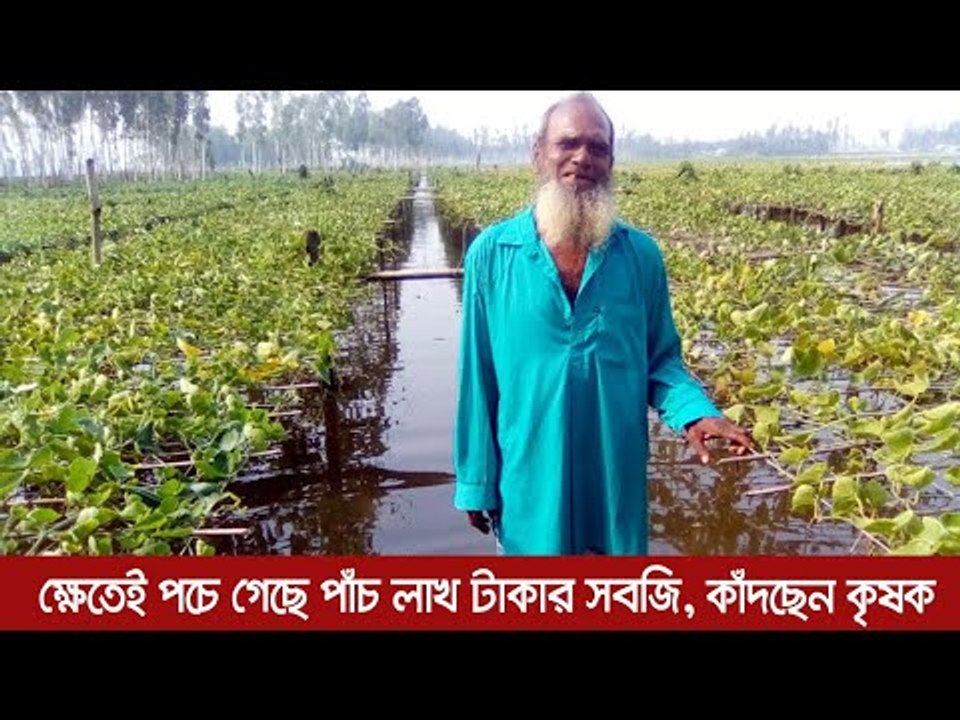 ক্ষেতেই পচে গেছে পাঁচ লাখ টাকার সবজি, কাঁদছেন কৃষক  | Jagonews24.com