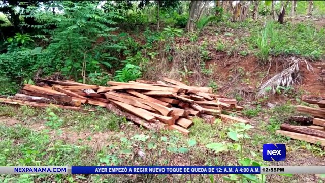 Primer decomiso de presunta tala ilegal de madera - Nex Noticias