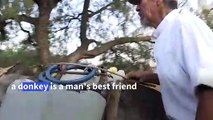 Donkeys take water to rural Mexican neighbourhood