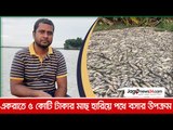 একরাতে ৫ কোটি টাকার মাছ হারিয়ে পথে বসার উপক্রম | Jagonews24.com