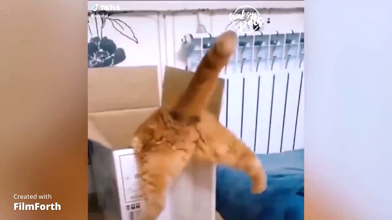cute cat videos
