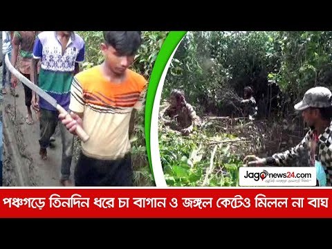 পঞ্চগড়ে তিনদিন ধরে চা বাগান ও জঙ্গল কেটেও মিলল না বাঘ | Jagonews24.com