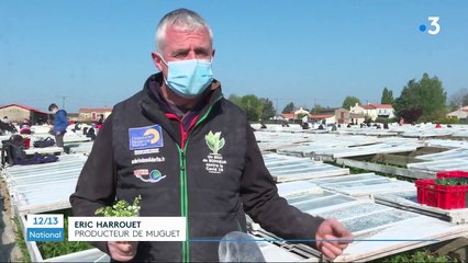 Muguet : les producteurs recrutent de nombreux saisonniers pour la cueillette