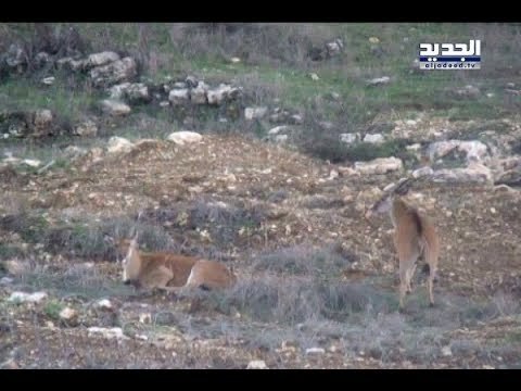 الغزلان تعود إلى براري جنوب لبنان! – نعيم برجاوي