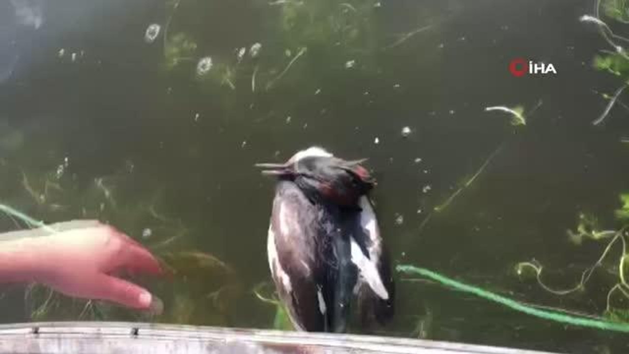 Bursa'da ağlara takılan Bahri kuşu kurtarıldı