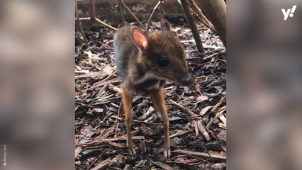 Mouse deer born at Bristol Zoo is the height of a pencil
