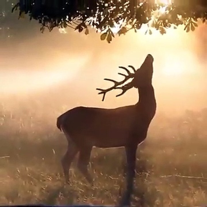 Best videos, Top videos, Viral videos Funny videos no. 144