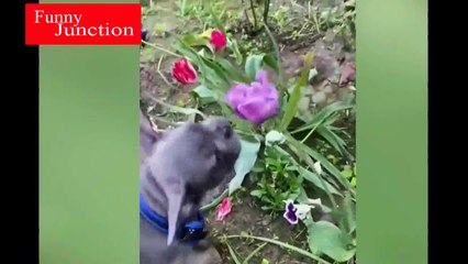 Top Funny Video | Funny Cats And Dogs Compilation #5 | Funny Animals