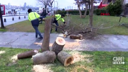 Ağaç kesene fidan dikme cezası verildi