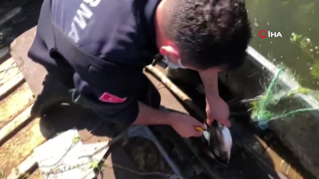 Bursa'da ağlara takılan Bahri kuşu kurtarıldı