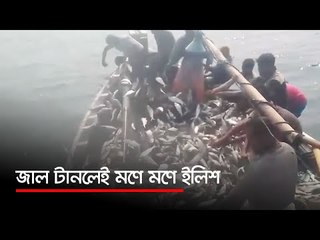 জাল টানলেই মণে মণে ইলিশ  | Jagonews24.com