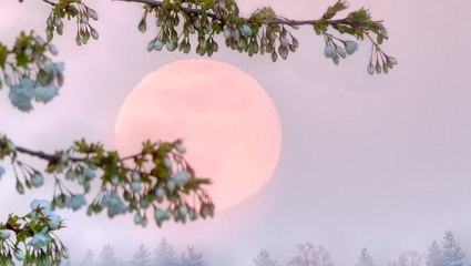 Catch the Super "Pink" Moon on April 26