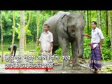 স্ত্রীর স্বপ্ন পূরণে জমি বিক্রি করে হাতি কিনে দিলেন স্বামী | Jagonews24.com