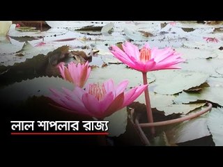 লাল শাপলার রাজ্য  | Jagonews24.com