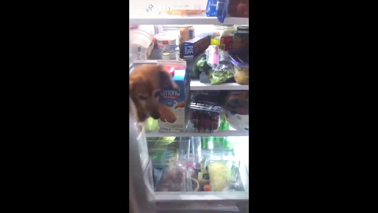 cat funny compiation#17
