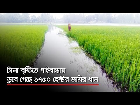 টানা বৃষ্টিতে গাইবান্ধায় ডুবে গেছে ১৭৫০ হেক্টর জমির ধান | Jagonews24.com