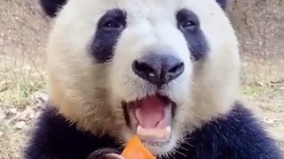 cute animals video