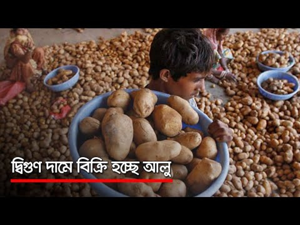 দ্বিগুণ দামে বিক্রি হচ্ছে আলু   | Jagonews24.com