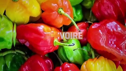 LES DABALIS DE CHEZ NOUS - GAH AU PETIT MACHOIRON — Dailymotion
